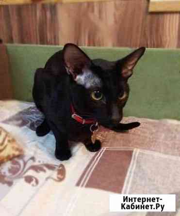 Вязка Санкт-Петербург