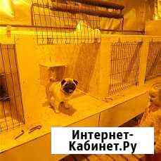 Гостиница для домашних животных Ижевск
