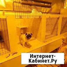 Гостиница для домашних животных Ижевск - изображение 1