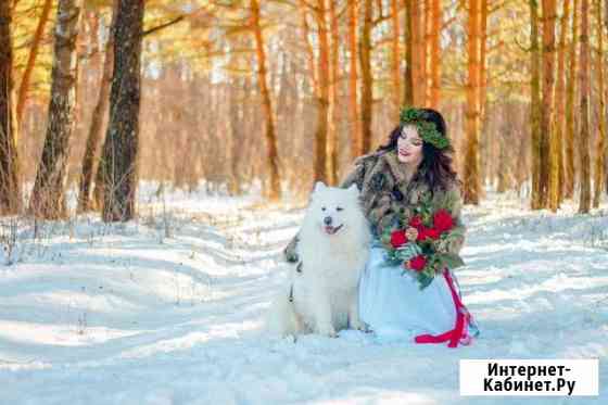 Фотоссесия с собакой самоед Ставрополь