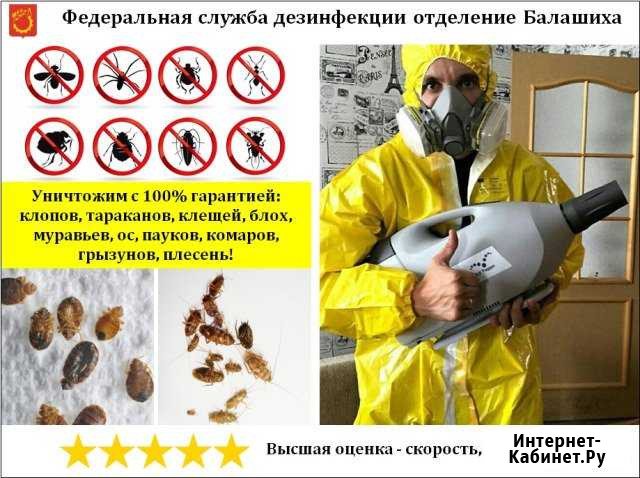 Уничтожение клопов, тараканов, клещей, насекомых Балашиха - изображение 1