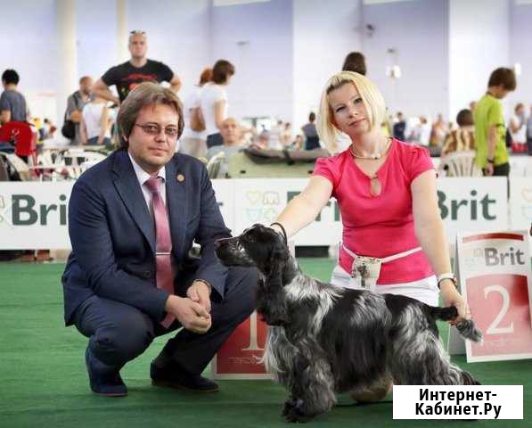 Английский кокер спаниель Интерчемпион на вязку Казань - изображение 1