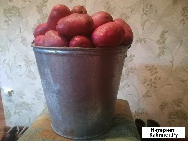 Картофель Нижневартовск - изображение 1