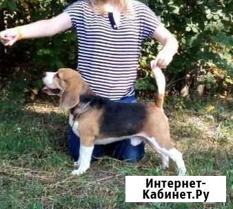 Кобель бигля приглашает на вязку Челябинск - изображение 1