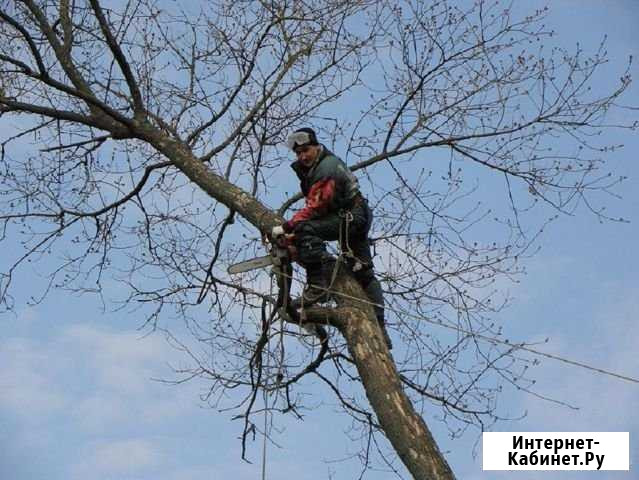 Спилим,распилим, удалим любое дерево Тамбов - изображение 1