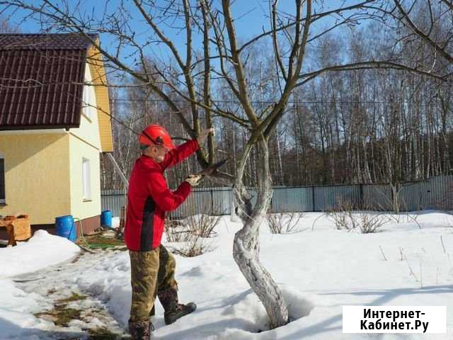Обрезка деревьев. Ландшафтный дизайн Старый Оскол - изображение 1