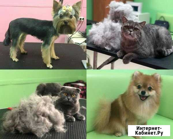 Стрижка кошек, стрижка собак в салоне и на выезде Краснодар - изображение 1