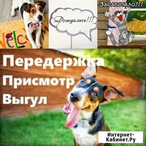 Передержка животных Орехово-Зуево - изображение 1