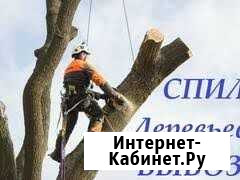 Расчистка участка.Спил дерева.Обрезка дерева.Вывоз Таганрог - изображение 1