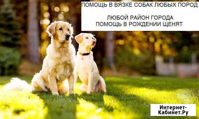 Вязка собак Любых пород Волгоград - изображение 1
