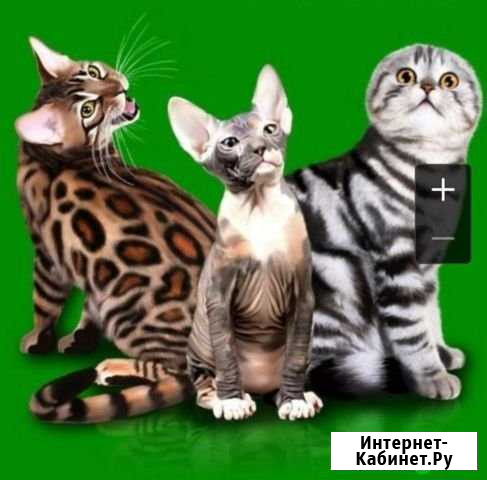 Выставка кошек в Клину Клин - изображение 1