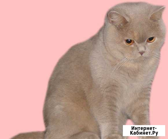 Лиловый кот. вязка Брянск - изображение 1