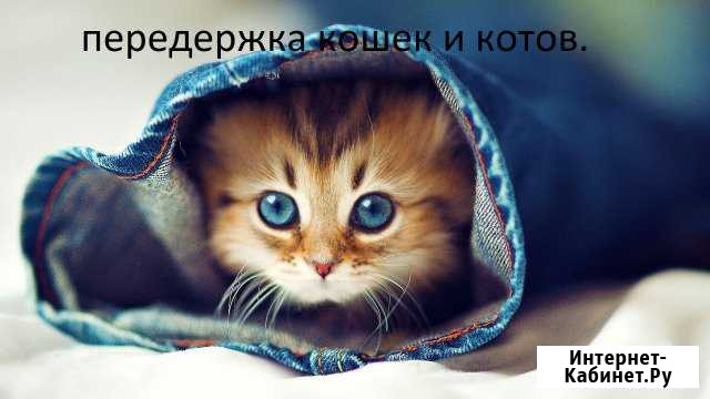 Передержка за животными во время отпуска Воркута - изображение 1