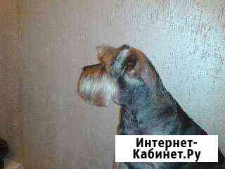 Груминг Чебоксары