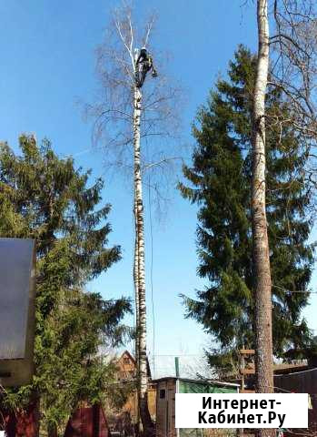 Спил деревьев, удаление пней, расчистка участка Троицк - изображение 1