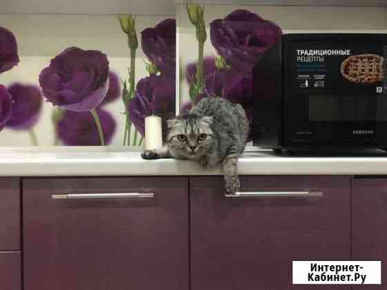 Передержка кошек Краснодар