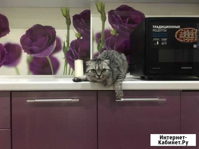 Передержка кошек Краснодар - изображение 1