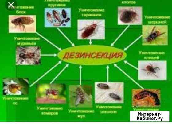 Дезинсекция(Уничтожение насекомых) Комсомольск-на-Амуре