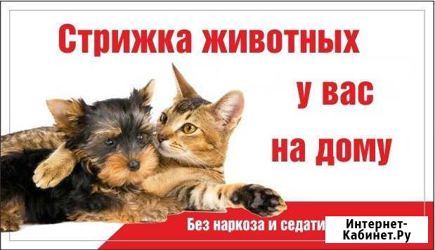 Стрижка собак и кошек у вас на дому, без наркоза Красноярск - изображение 1