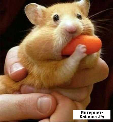 Передержка птиц и мелких животных Долгопрудный - изображение 1