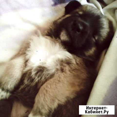 Необходим дом для щенят Рязань - изображение 1