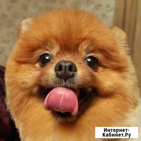Стрижка собак и кошек Ярославль - изображение 1