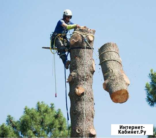 Спилить дерево. Удаление деревьев Егорьевск - изображение 1