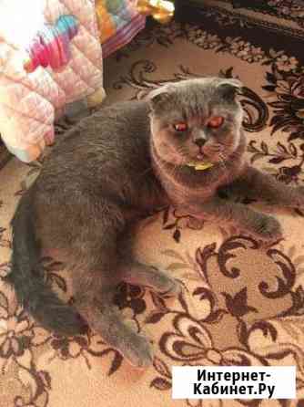 Кот на вязку Быково