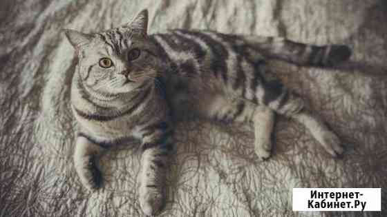 Вязка Санкт-Петербург