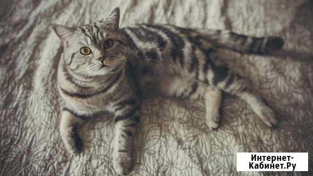 Вязка Санкт-Петербург - изображение 1