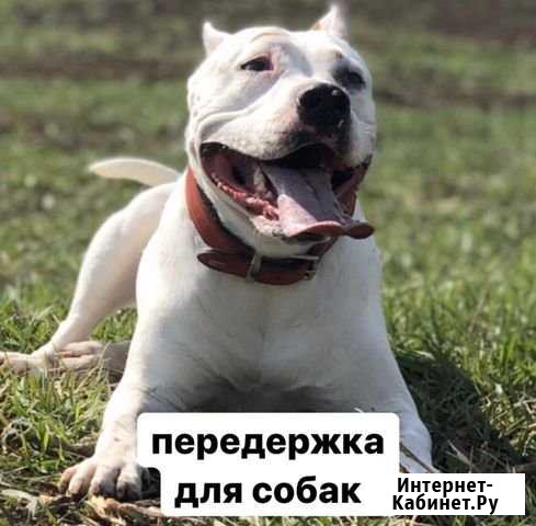 Платная передержка для собак Альметьевск - изображение 1