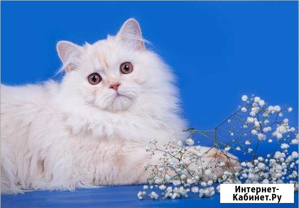 Шотландский кот. Вязка Новосибирск - изображение 1