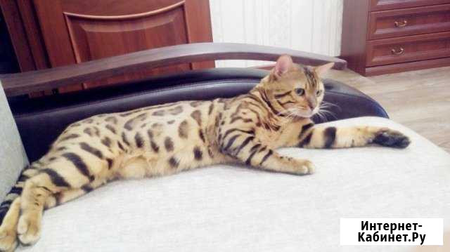 Бенгальский кот, продам Красноярск - изображение 1