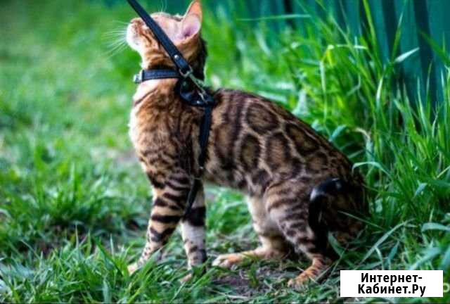 Бенгальский кот на вязку Барнаул - изображение 1