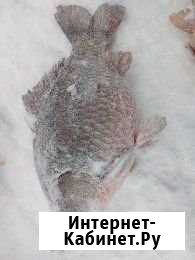 Карась крупный Излучинск - изображение 1