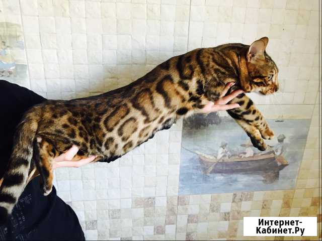 Бенгальский леопардовый кот чистый n24 для вязок Ухта - изображение 1