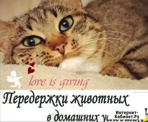 Передержка на время отпуска или отъезда Октябрьский - изображение 1