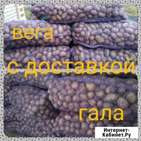 Картошка Арзамас - изображение 1