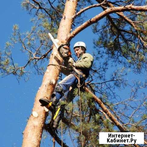 Спил сложных деревьев Кировск - изображение 1