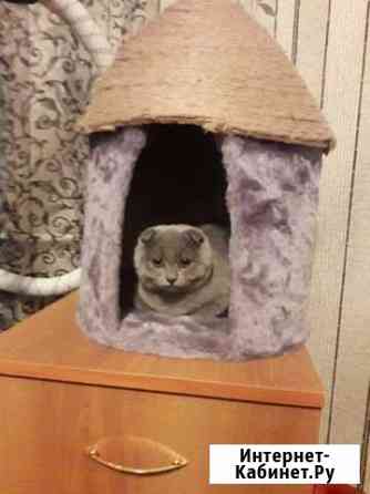 Кошки Нижний Тагил