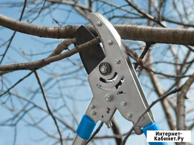 Обрезка деревьев Ростов-на-Дону - изображение 1