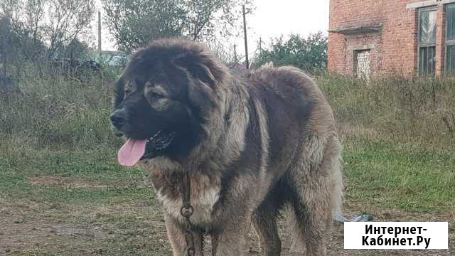Вязка Кавказкая овчарка Унеча - изображение 1