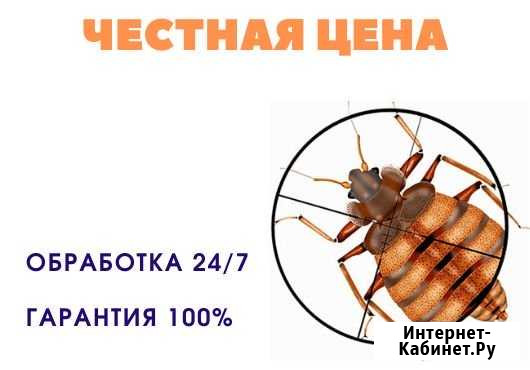 Уничтожение клопов Санкт-Петербург - изображение 1