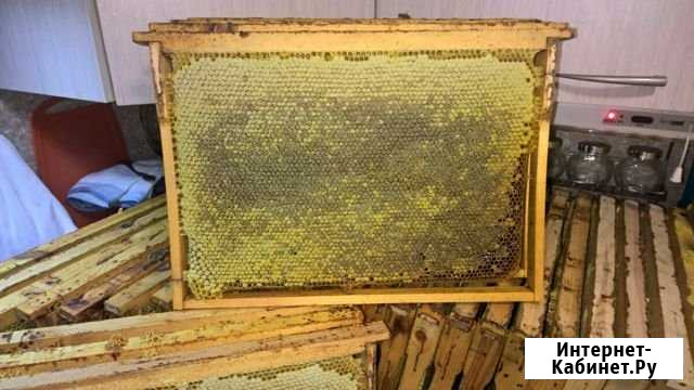 Продажа мёд Бор - изображение 1