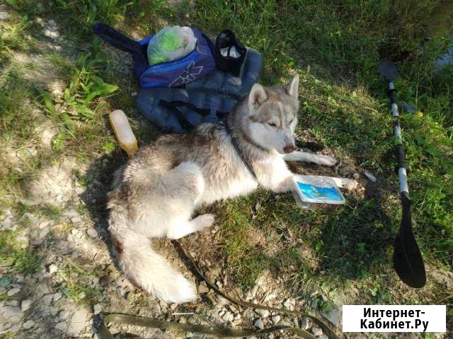 Хаски на вязку Краснодар - изображение 1