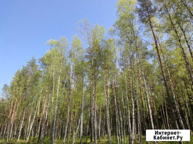 Участок ИЖС 18 сот. на продажу в Кузьмоловском Кузьмоловский - изображение 1