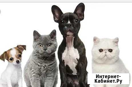 Передержка собак и кошек Батайск - изображение 1