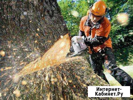 Принимаем дерево Павловск - изображение 1