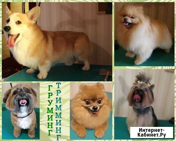 Груминг, тримминг Красногорск - изображение 1