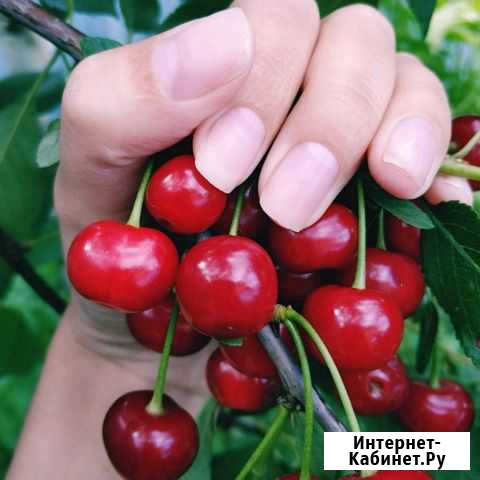 Маникюр,Депиляция Лобня - изображение 1